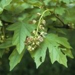 Acer macrophyllum Folha
