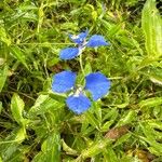 Commelina cyanea Flor