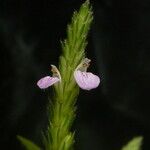 Rostellularia mollissima Fiore