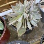 Graptopetalum rusbyi Fulla