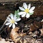 Sanguinaria canadensisЦветок