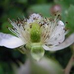 Rubus adscitus Blomma