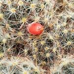 Mammillaria prolifera Vrucht