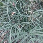 Pteris multifida Leaf