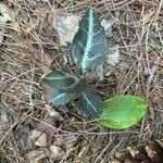 Chimaphila maculata Hoja