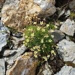 Saxifraga exarata Flower