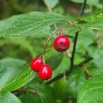 Cotoneaster bullatus 果實