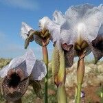 Iris hermona Flower