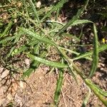 Senecio pterophorus Leaf