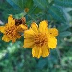 Tagetes lemmonii Flower