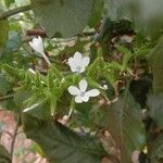 Plumbago zeylanica Flower