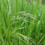 Bromus tectorum Цветок