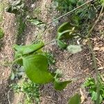 Ranunculus recurvatus Leaf