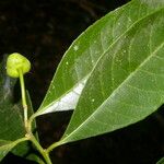 Gymnanthes riparia Fruto