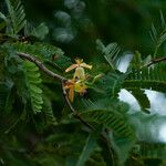 Tamarindus indica Blomma