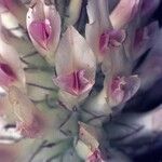 Trifolium macrocephalum Kukka