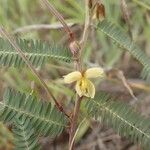 Chamaecrista mimosoides その他の提案