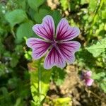 Malva sylvestrisŽiedas