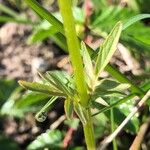 Valeriana dioica Levél