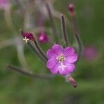 Epilobium parviflorum 花