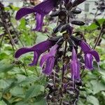 Salvia coeruleaКветка