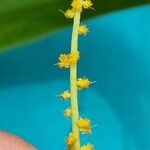 Acacia auriculiformis Fleur