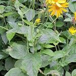 Doronicum austriacum ശീലം