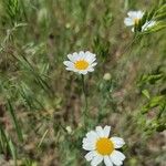 Anthemis ruthenica Fleur