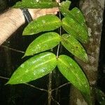 Mouriri sideroxylon Лист