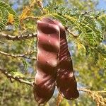 Albizia harveyi Fruit