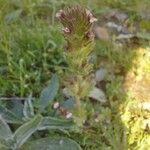 Parentucellia latifolia Flower