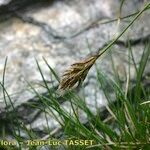 Carex curvula Fiore