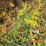 Solidago rugosa Hábito