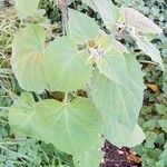 Physalis pubescens Blatt