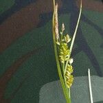 Carex pallescens Плод