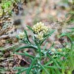Pseudognaphalium undulatum Floro