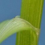 Carex leersii Bark