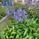 Agapanthus africanusBlomst