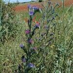 Echium vulgare花