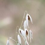 Avena fatua Fruit