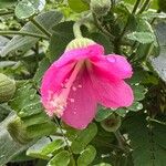 Pavonia malacophylla Flor