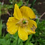 Papaver cambricum Blomma