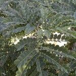 Albizia guillainii Habitus