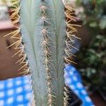 Pilosocereus pachycladus叶