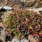 Armeria alpina Frunză