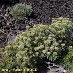 Echium brevirame Staniste