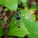 Clintonia borealis Fruit