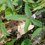 Hardenbergia comptoniana Liść