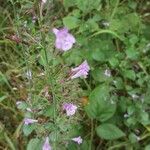 Clinopodium grandiflorumFlower