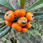 Pyracantha angustifolia Ffrwyth